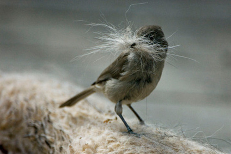Garden birds with nesting materials
