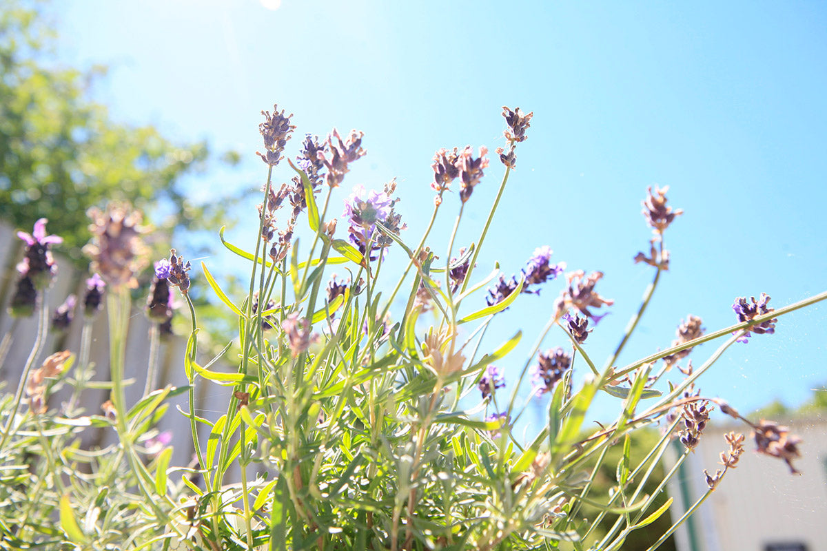 lavender wildflowers in the sun