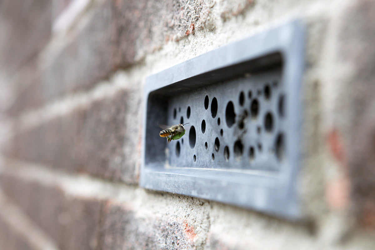 Solitary bee on bee brick in brick wall