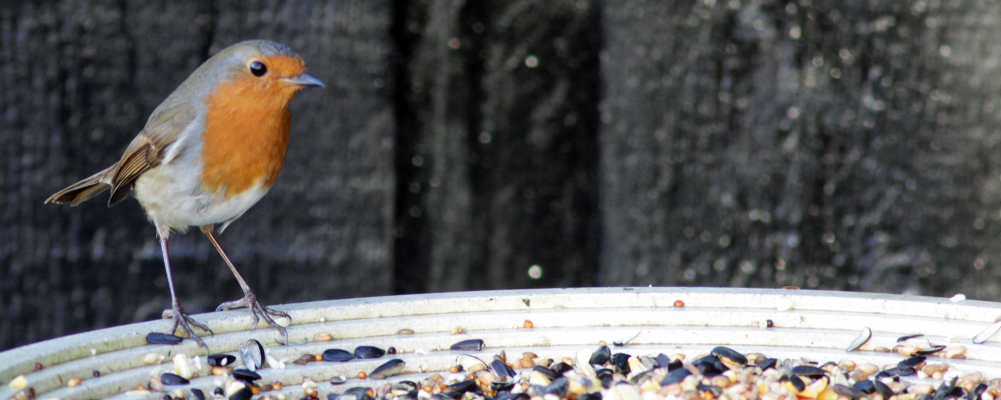 robin feeding on a bird table