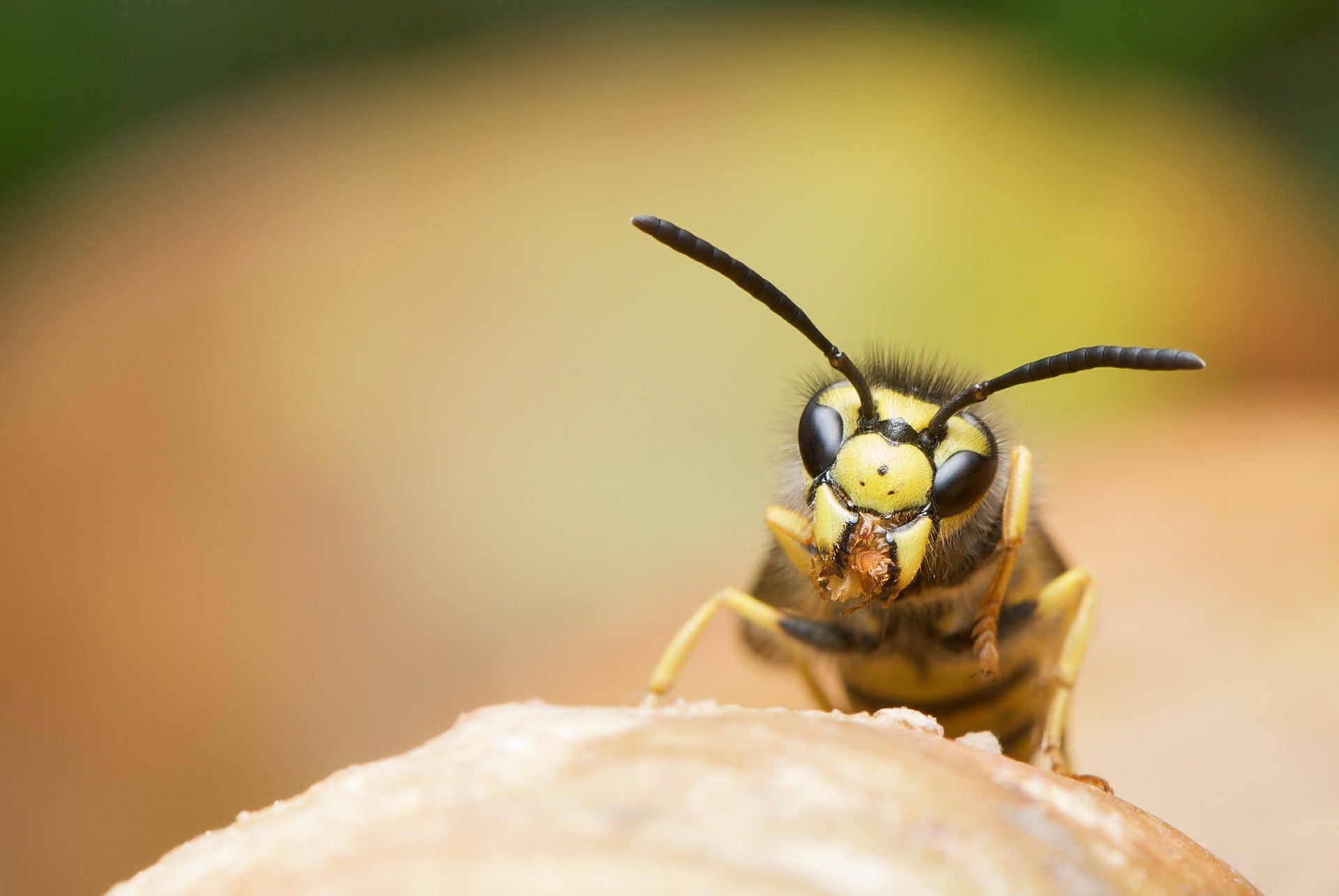 wasp in the summer