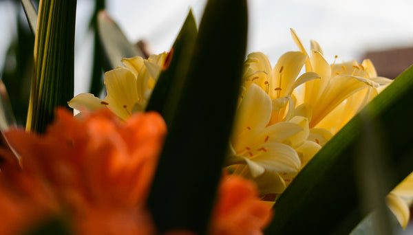 Clivia in the greenhouse