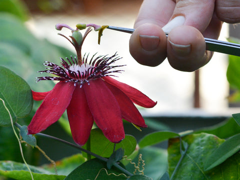 Pollinate the plant by rubbing the anthers onto the maternal stigma.