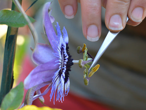 Remove anthers from the paternal parent