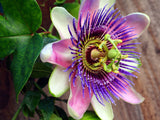 Passiflora