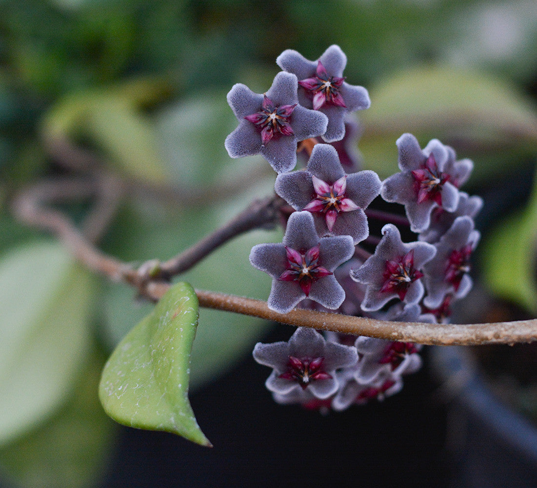 Hoya pubicalyx 'Royal Hawaiian Purple' 4" pot | Grassy Knoll Plants