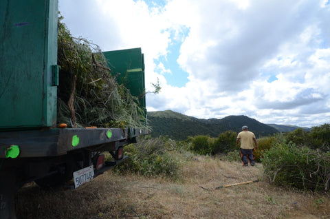 Pablo and the wildcrafting crew filling up the truck - we always harvest sustainably and with permission