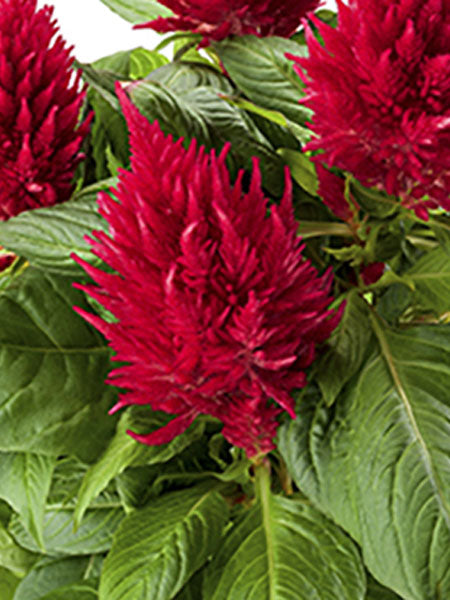 Celosia Kelos Fire Red Calgary Plants Aspen Crossing