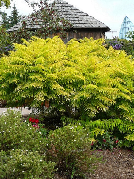 tiger eye tree