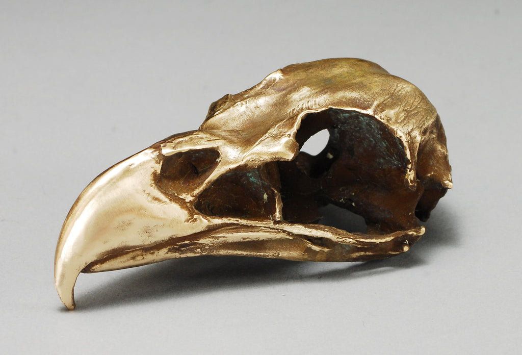 Bald Eagle Skull Dan Chen Nature and Wildlife Artist