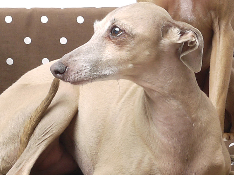 Anna Bananna, Italian Greyhound