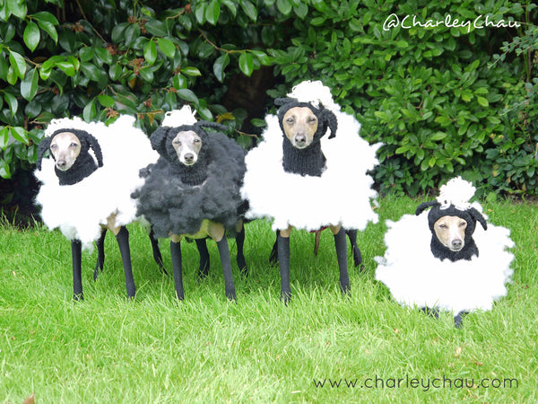 Dogs in fancy dress - Italian Greyhounds dressed as sheep