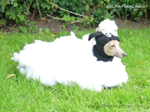 Dogs in fancy dress - Italian Greyhounds dressed as sheep