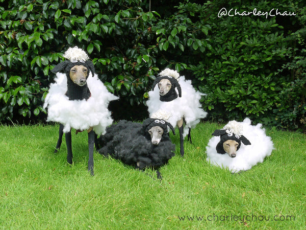 Dogs in fancy dress - Italian Greyhounds dressed as sheep