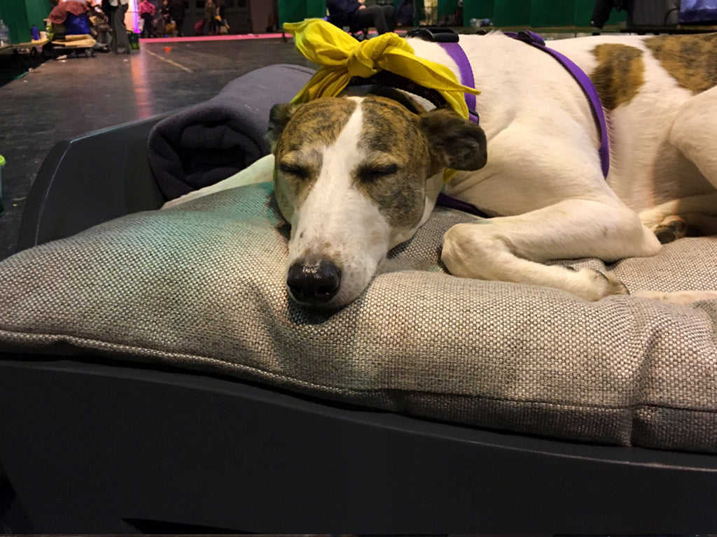 Bella the Lurcher, Scruffts 2016 Best in Show Winner