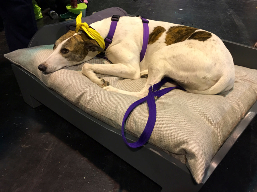 Bella the Lurcher, Scruffts 2016 winner on her new Charley Chau Wooden Dog Bed