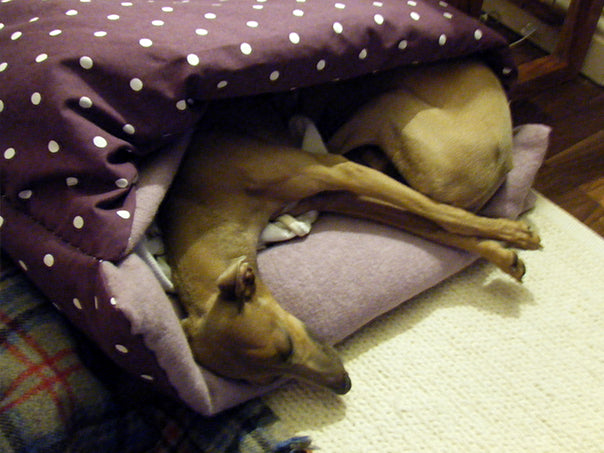 Charley and Anna in their very first Snuggle Bed