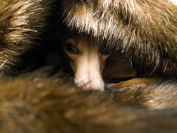 Charley Chau Brown Bear Faux-Fur Dog Blanket