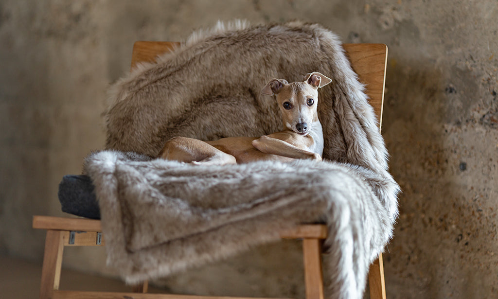 Charley Chau Faux-Fur Blanket in Oatmeal