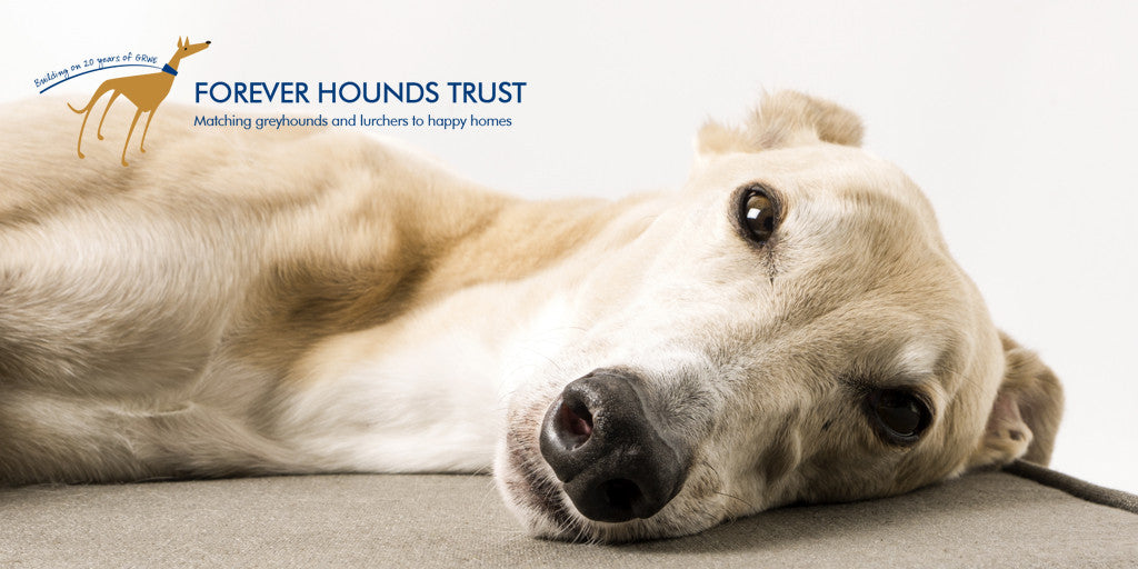 Charley Chau - official charity - Forever Hounds Trust