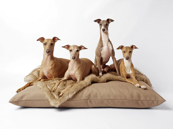 The Charley Chau Italian Greyhound pack