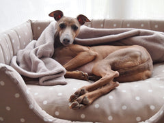 Charley Chau Deeply Dishy Luxury Dog Bed