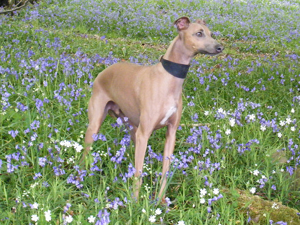 Charley in the bluebell wood