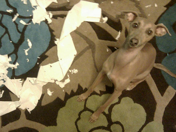 Charley - caught shredding paper