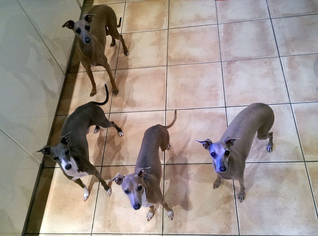 Italian Greyhounds - Charley, Anna, Tino & Theo