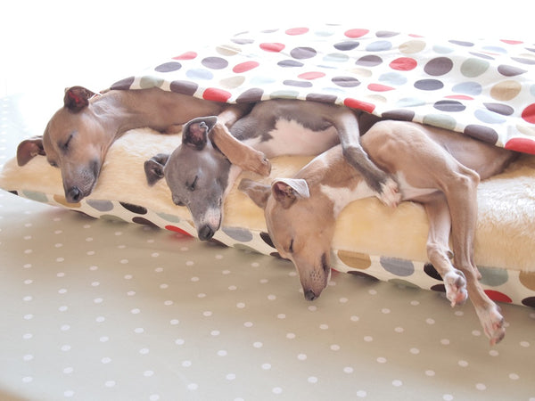 Snoozing in their Charley Chau Snuggle Bed
