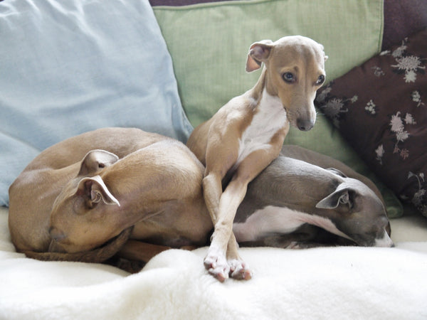 The Charley Chau Italian Greyhound boys