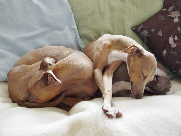 italian Greyhounds sleeping - the Charley Chau boys