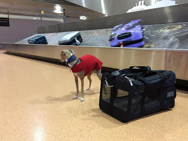 Theo volunteered to look out for our luggage