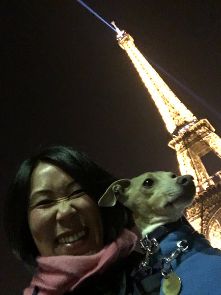 Theo, italian greyhound, at the Eiffel Tower