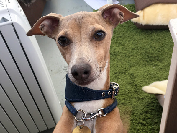 Theo - Italian Greyhound - excited about his road trip