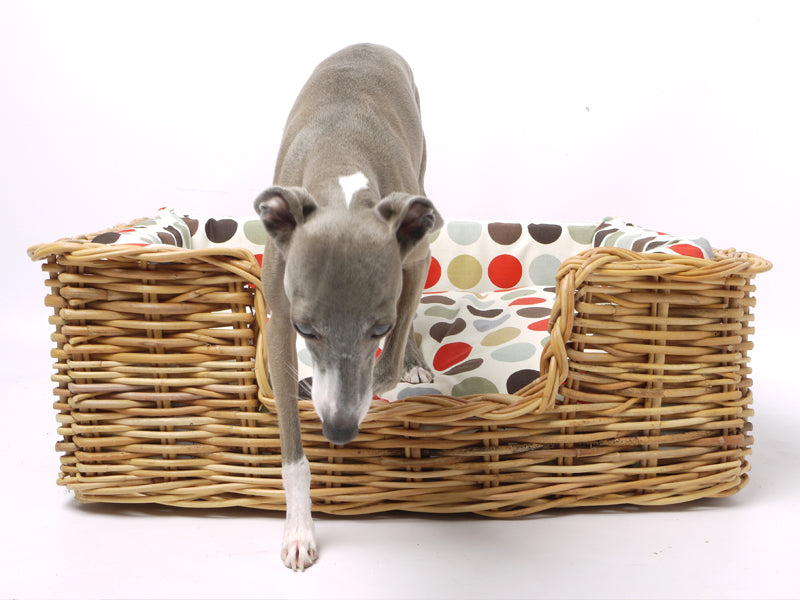 Tino, Italian Greyhound