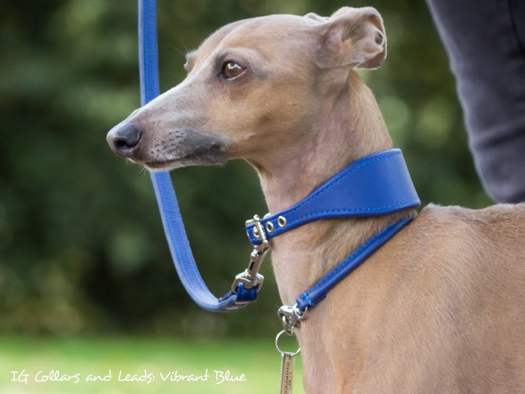 greyhound leads collars