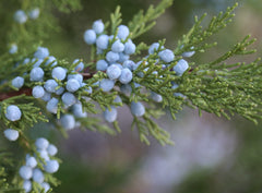 The Juniper Tree - Facts And Folklore – Herb Stop - Arizona's