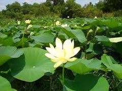 American Lotus