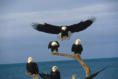 Bald Eagle Deaths
