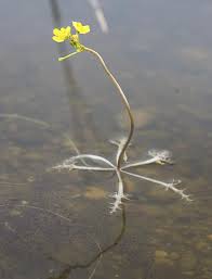 How to Get Rid of Bladderwort