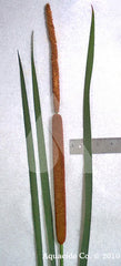  Get Rid of Common Cattails