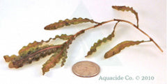 Curly Leaf Pondweed Control