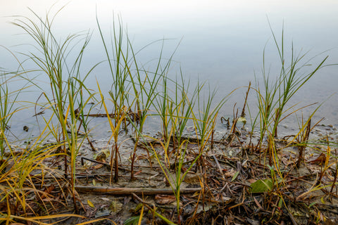 How To Get Rid Of Lake Weeds