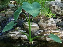 Water Lily & Iris Control