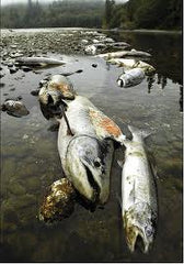 Fish Die Due to Heat Rises & Algae Blooms