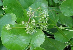 Water Pennywort Control