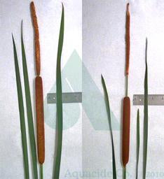 Broadleaf & Narrow Leaf Cattails