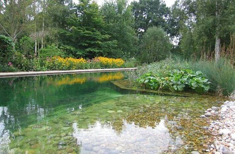 Pond Cleaning Options