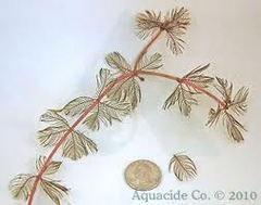 Eurasian Milfoil Control